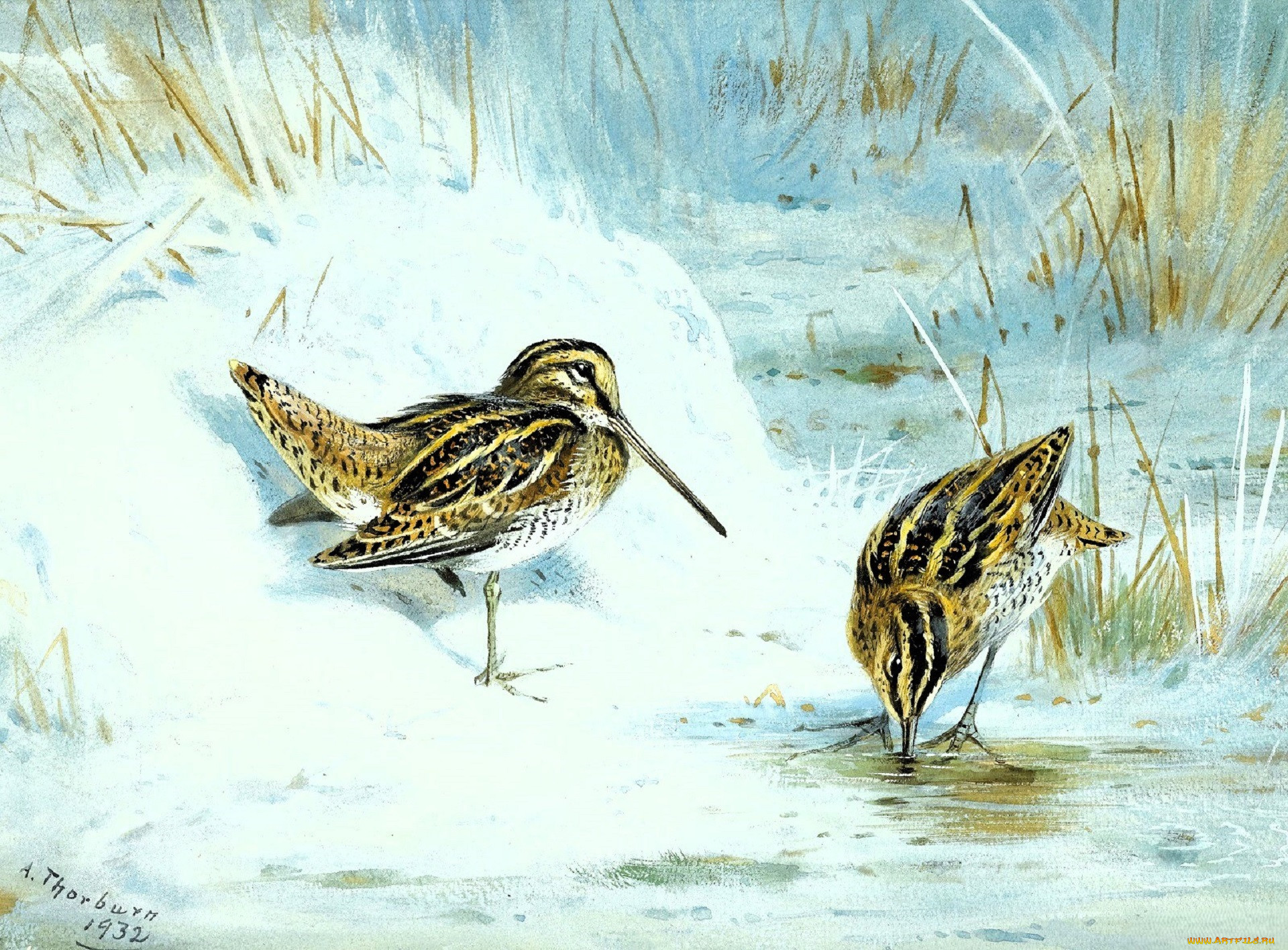 , archibald thorburn, , , 